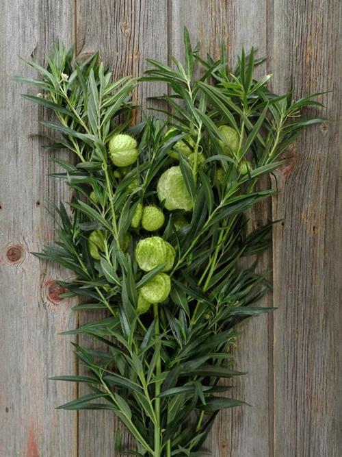 ASCLEPIA PODS GREEN NOVELTY
